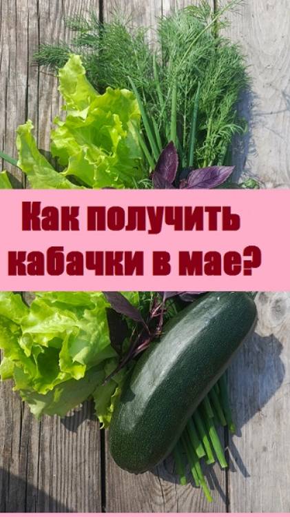 Первый кабачок сняла 31 мая, скоро созреет следующий! Как это удалось?