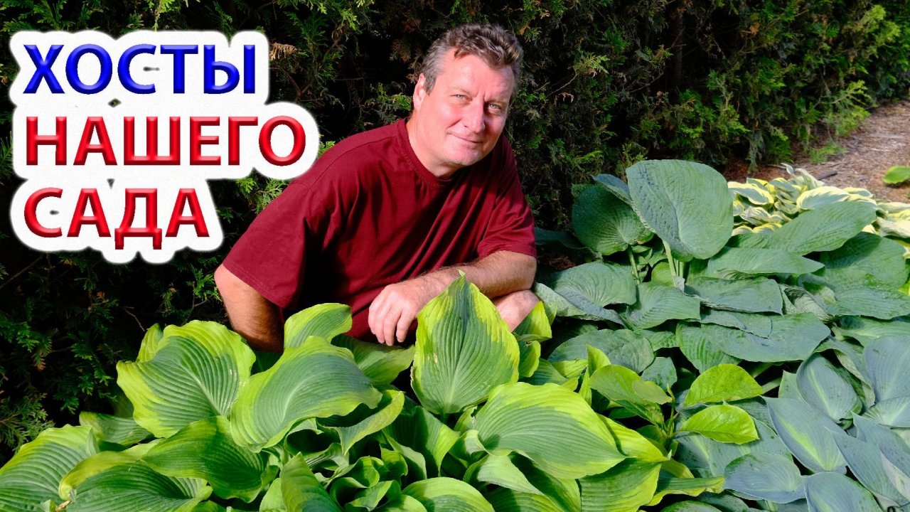 Хосты нашего сада.  Ростов-на-Дону