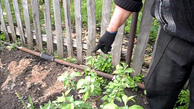 Как обрезаю саженцы яблони