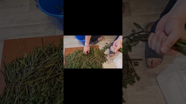 Солим папоротник. Часть 2