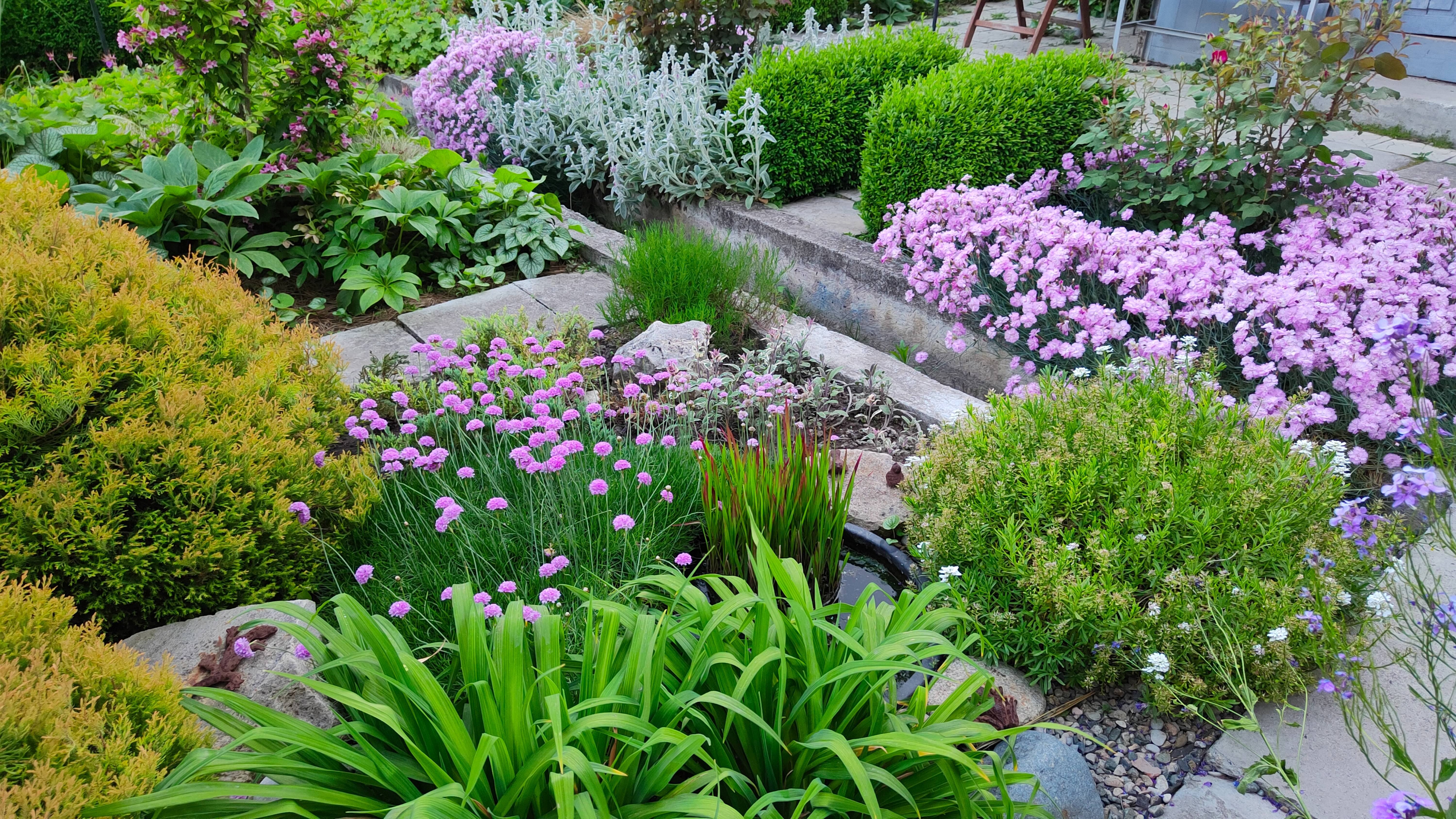 Бутоны на розах, цветут шалфеи, армерия, гвоздики, астранция и наперстянки. 28.05.25#топыкатегорий