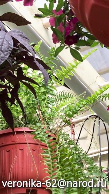 Приглашение на курс "Выращивание садовых растений в кашпо"