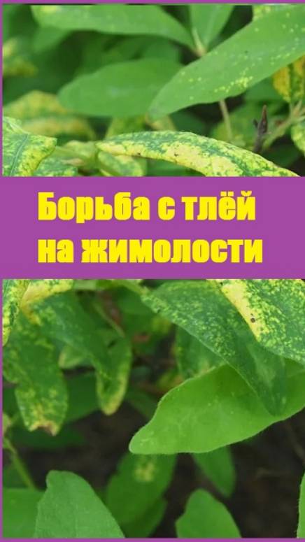 Какими средствами спасаю кусты жимолости от тли?