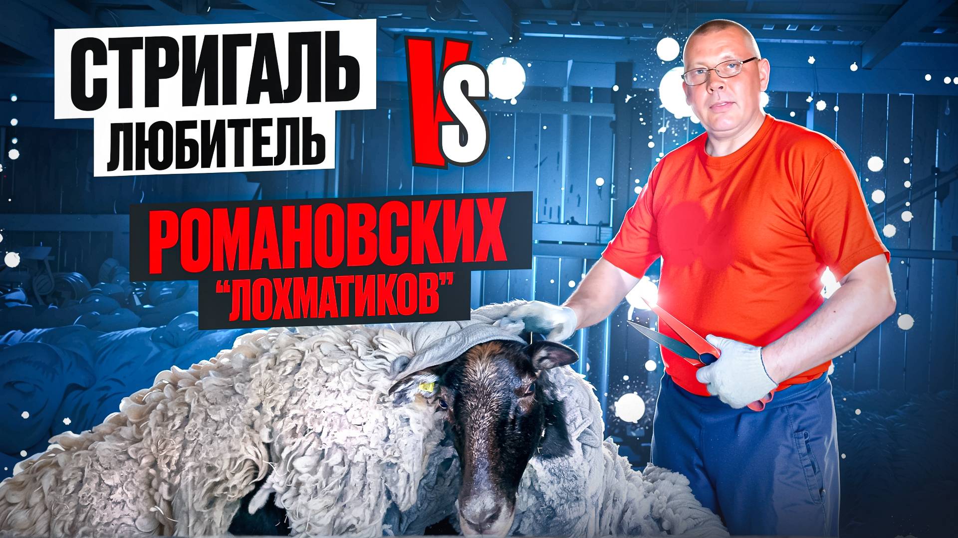 Стрижка романовских овец не для слабаков!  Как я справился с этой задачей” 🐑🧹💪 #МоеПодворье