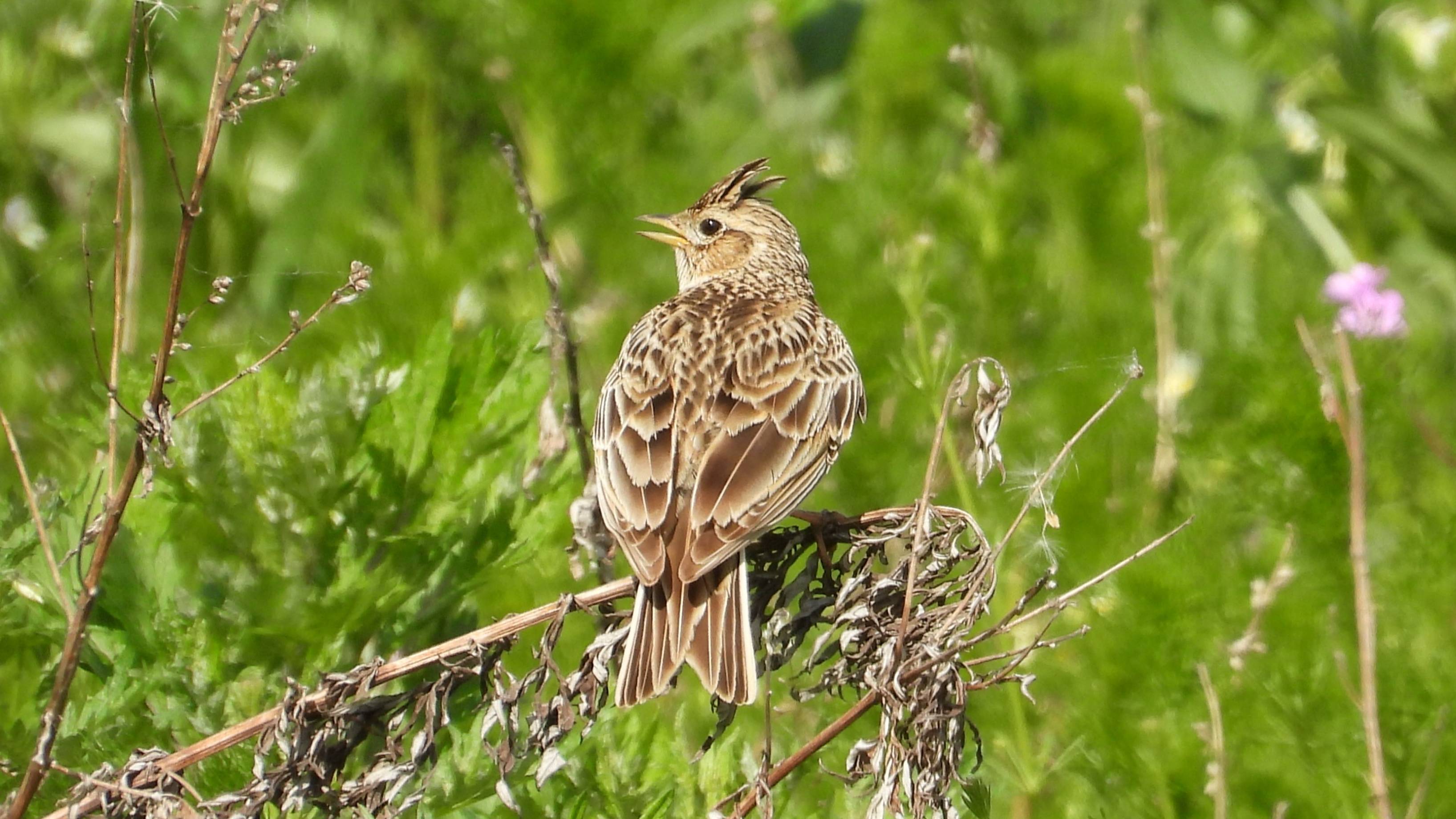 Полевой Жаворонок, наблюдение птиц в Новгородской области, 1 июня 2025