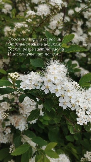 01.06.25 АЗ #ниднябезрифмы