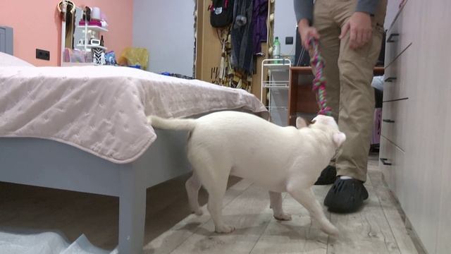 Известия. Владимир: Друзья в доме - Миниатюрный бультерьер