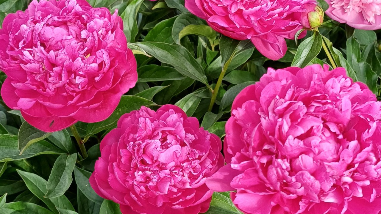 Дачные зарисовки🌺🍀 Начало лета🍓🍓🍓