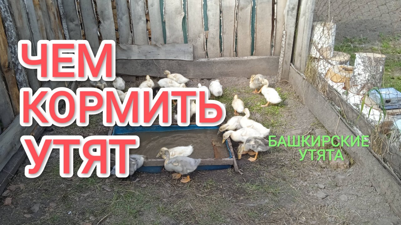 Чем кормить утят и какую подстилку им стелить