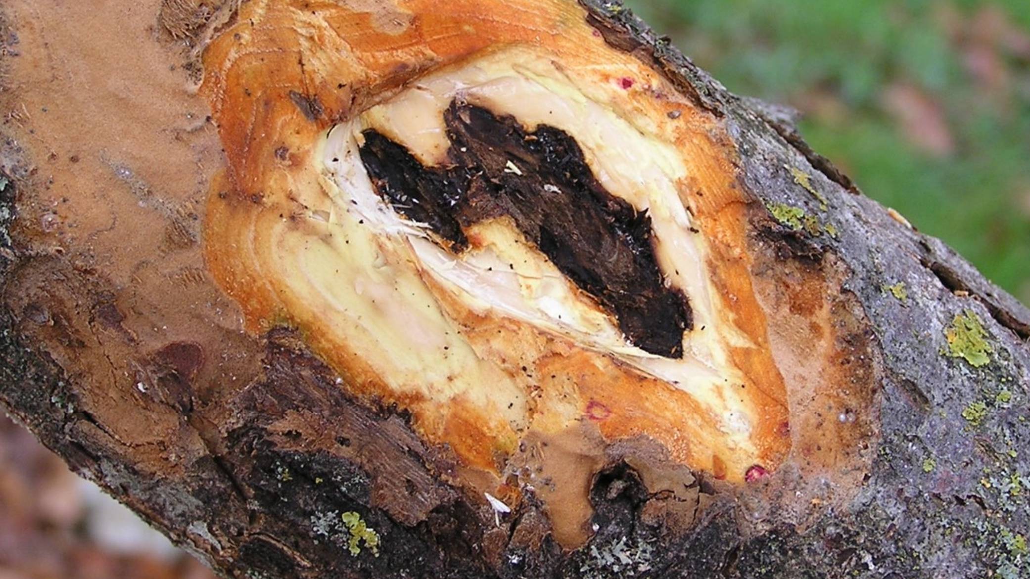 Рак коры - крупным планом.