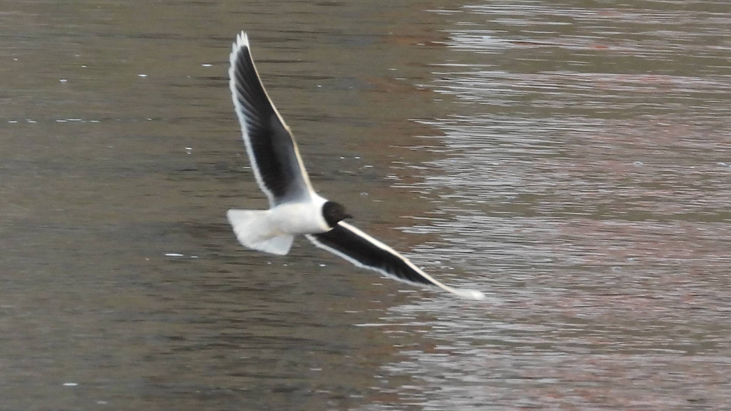 Птицы из Красной Книги в Великом Новгороде, Малая Чайка, наблюдение птиц 2 июня 2025