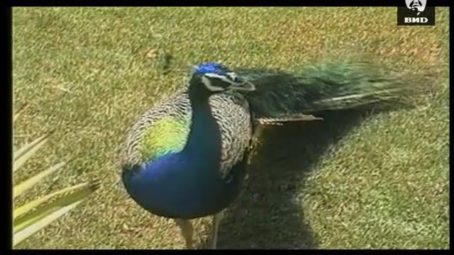 Непутевые заметки 25.02.2002