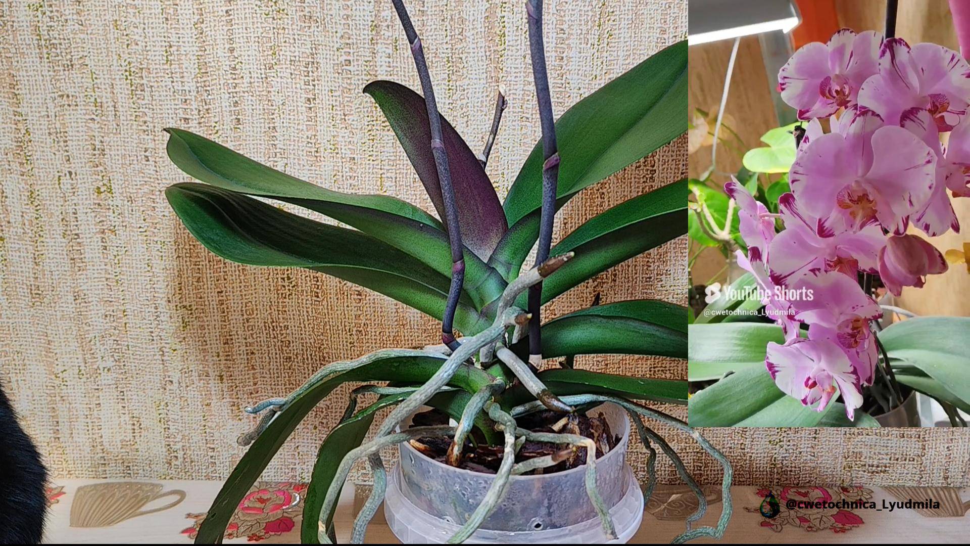 Пересадка фаленопсиса Magic Art