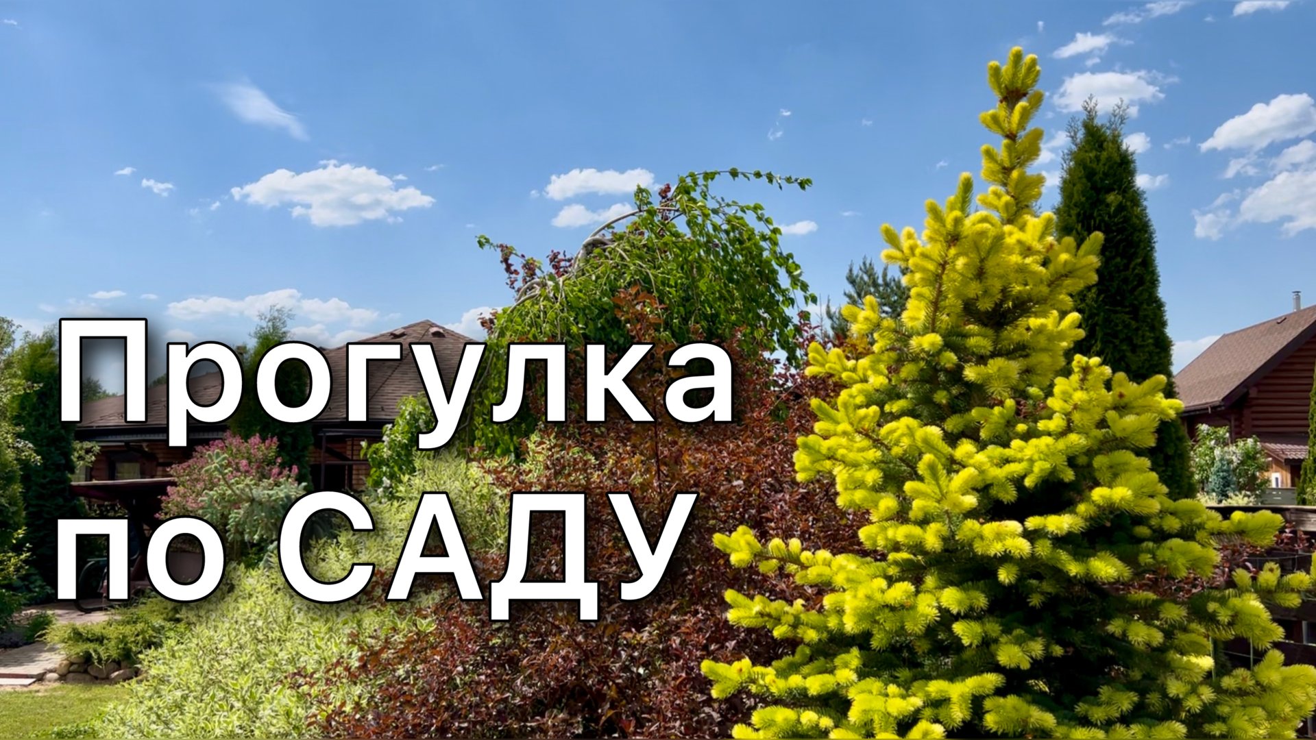 Обзор растений с названиями. Рододендроны. Сирень. Хвойные. Многолетники. Работы в саду
