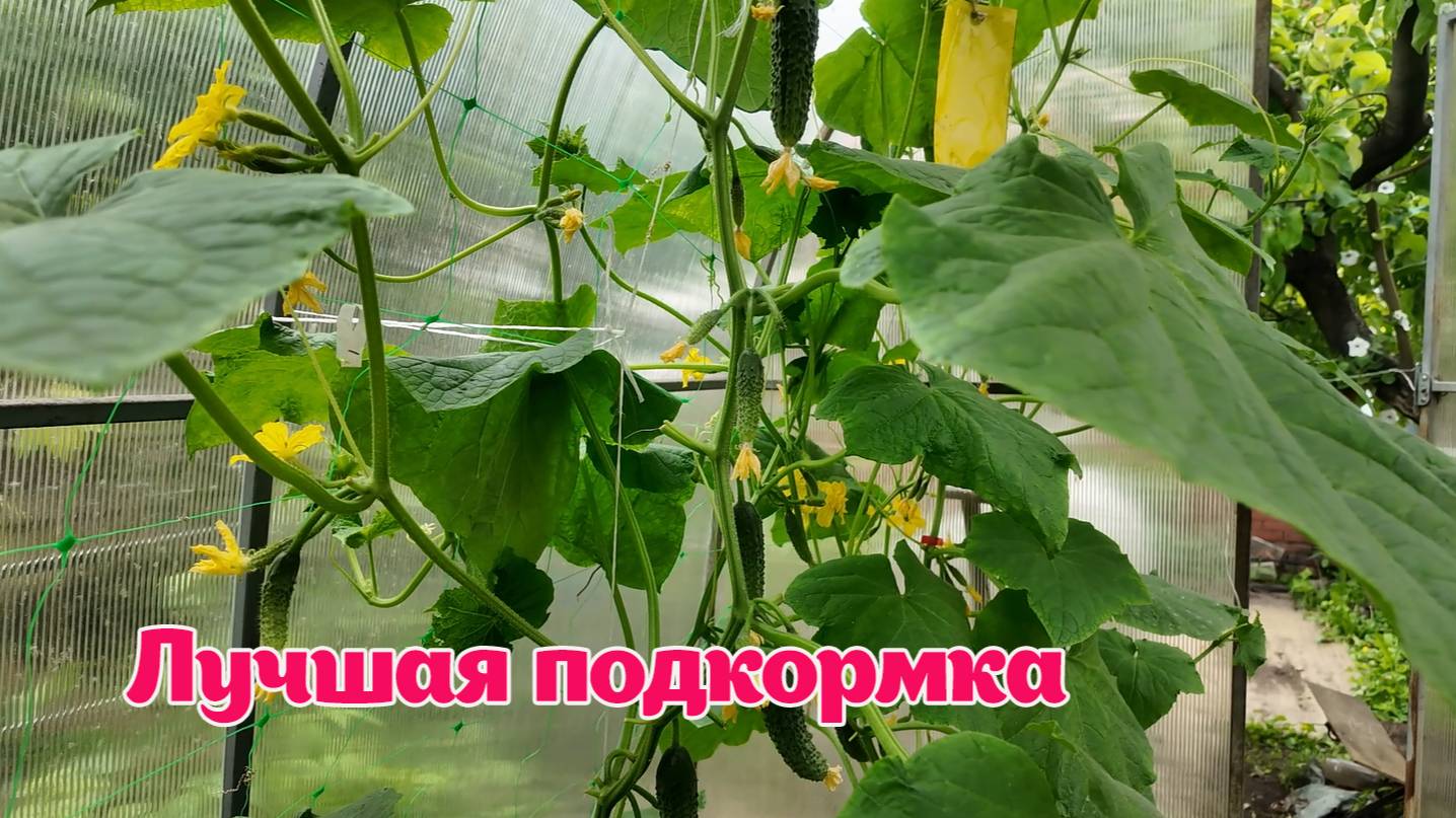 Урожай огурцов в теплице. Самая лучшая подкормка. Рассада посажена 1 мая и 10 мая.