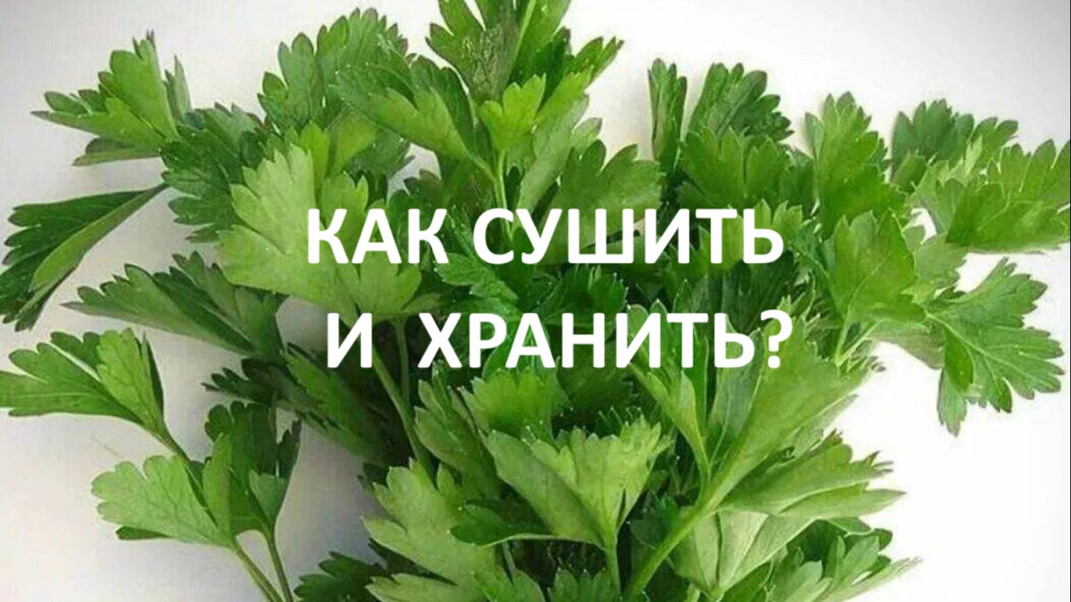 Как сушить петрушку и в чём хранить?