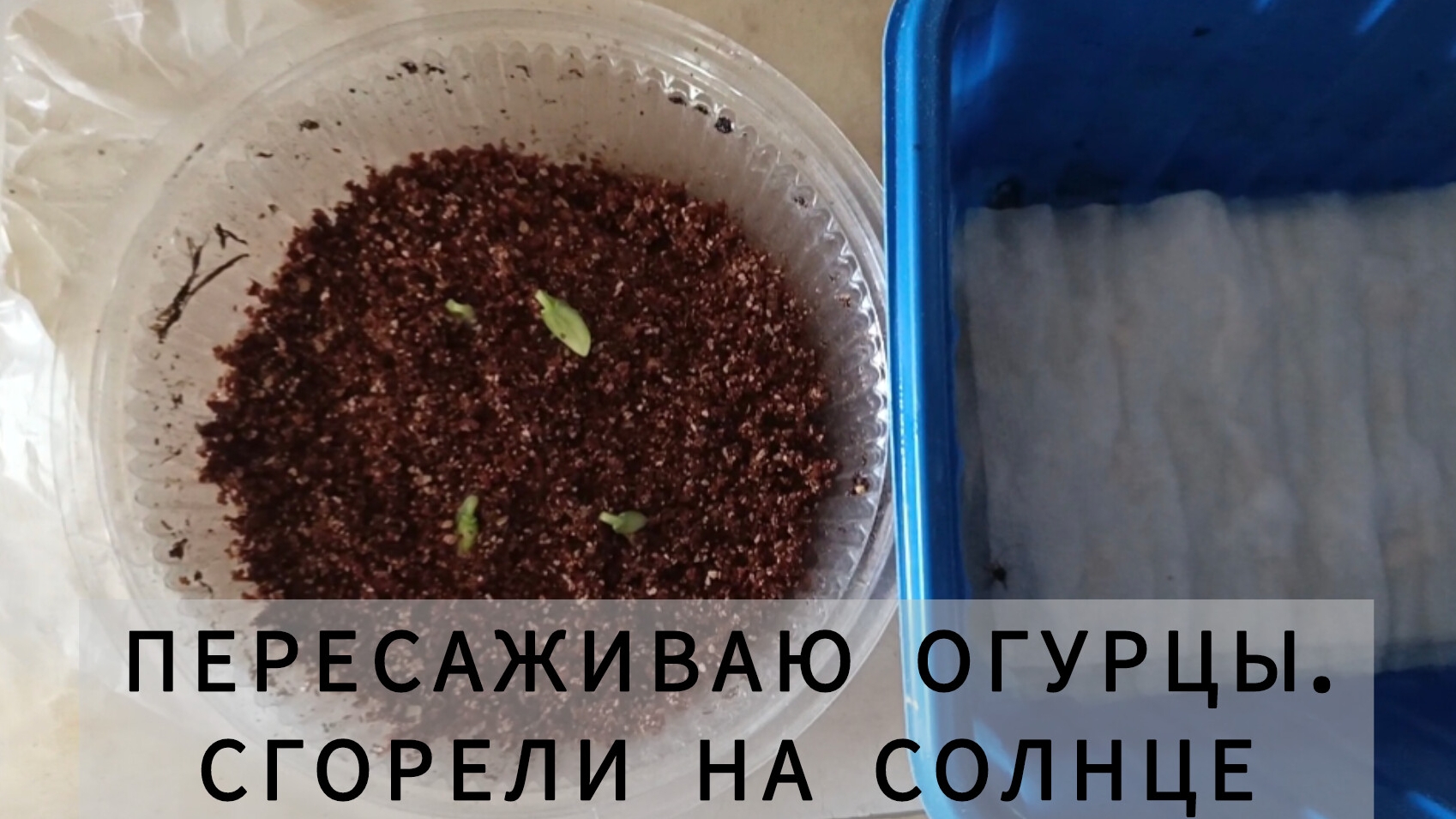 🥒 В спешке пересаживаю огурцы. Все, что посадила неделю назад, сгорело 🌅🥵
