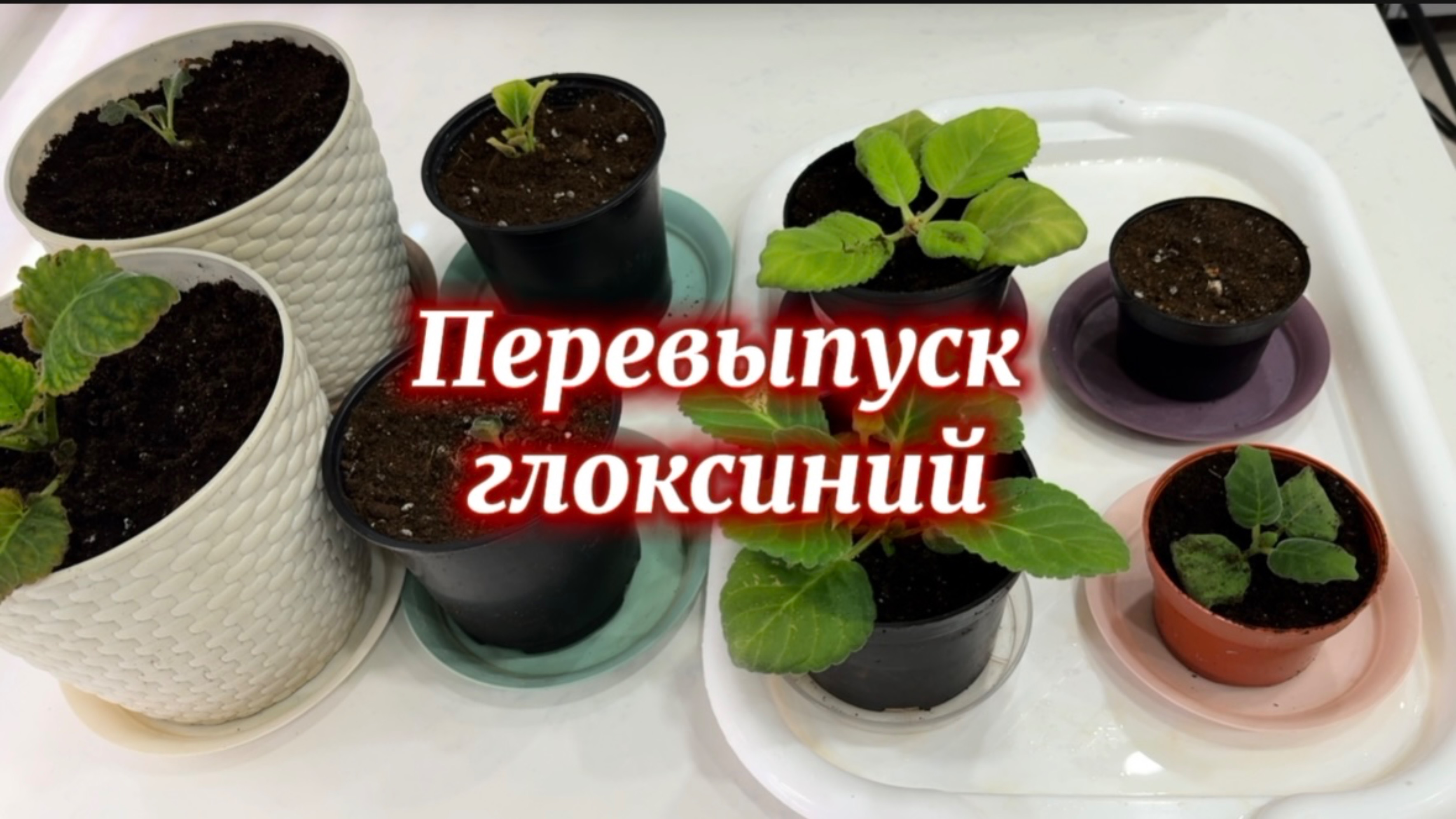 Перевыпуск глоксиний