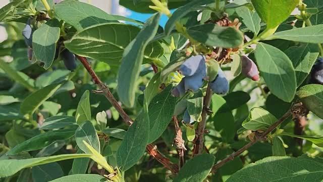 Вести с полей серия 6. Прополка. Начало сбора урожая — первая ягода.