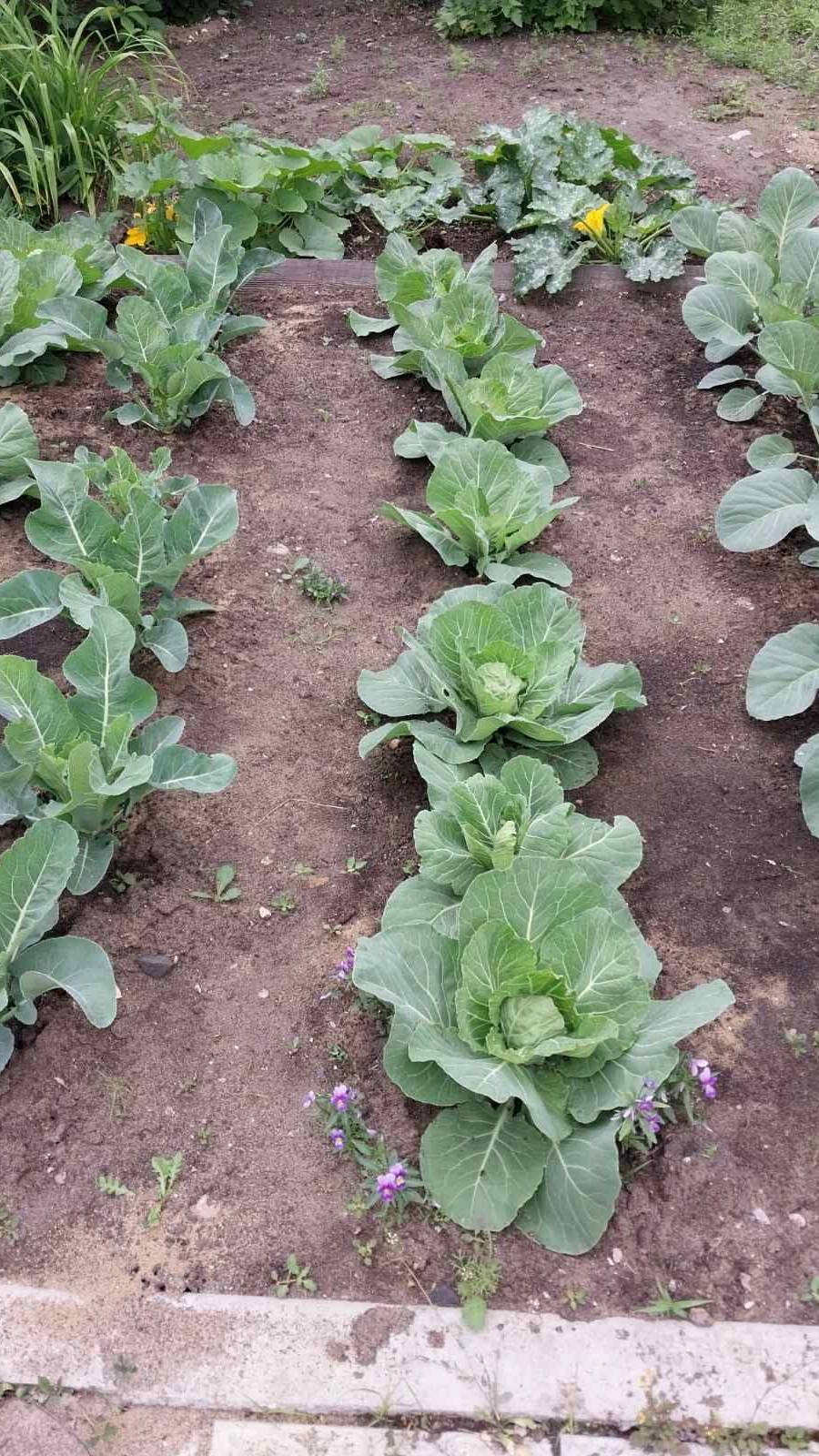 Капусту обрабатываю от вредителей табачной пылью