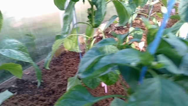 ПЕРЕЦ В ТЕПЛИЦЕ В КОНЦЕ ХОЛОДНОЙ ВЕСНЫ 2025 Г.