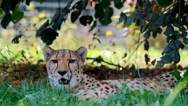 👀 Леопард животное как кошка, а гепард животное как кот. 🚀 Гепарды и Леопарды на воле.