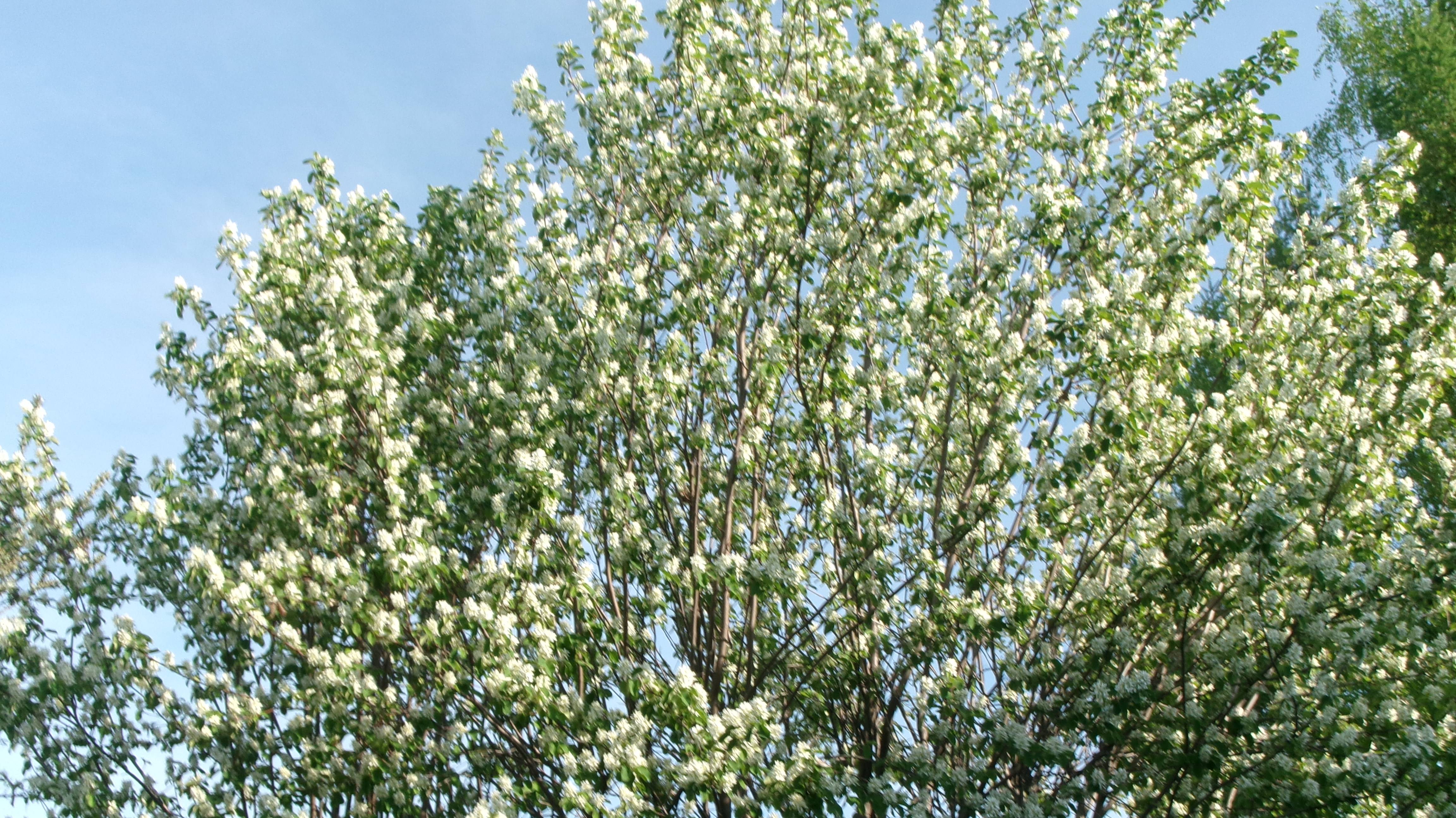 К нам пришло, наконец то,  лето. Наш сад-огород. Цветет Ирга..