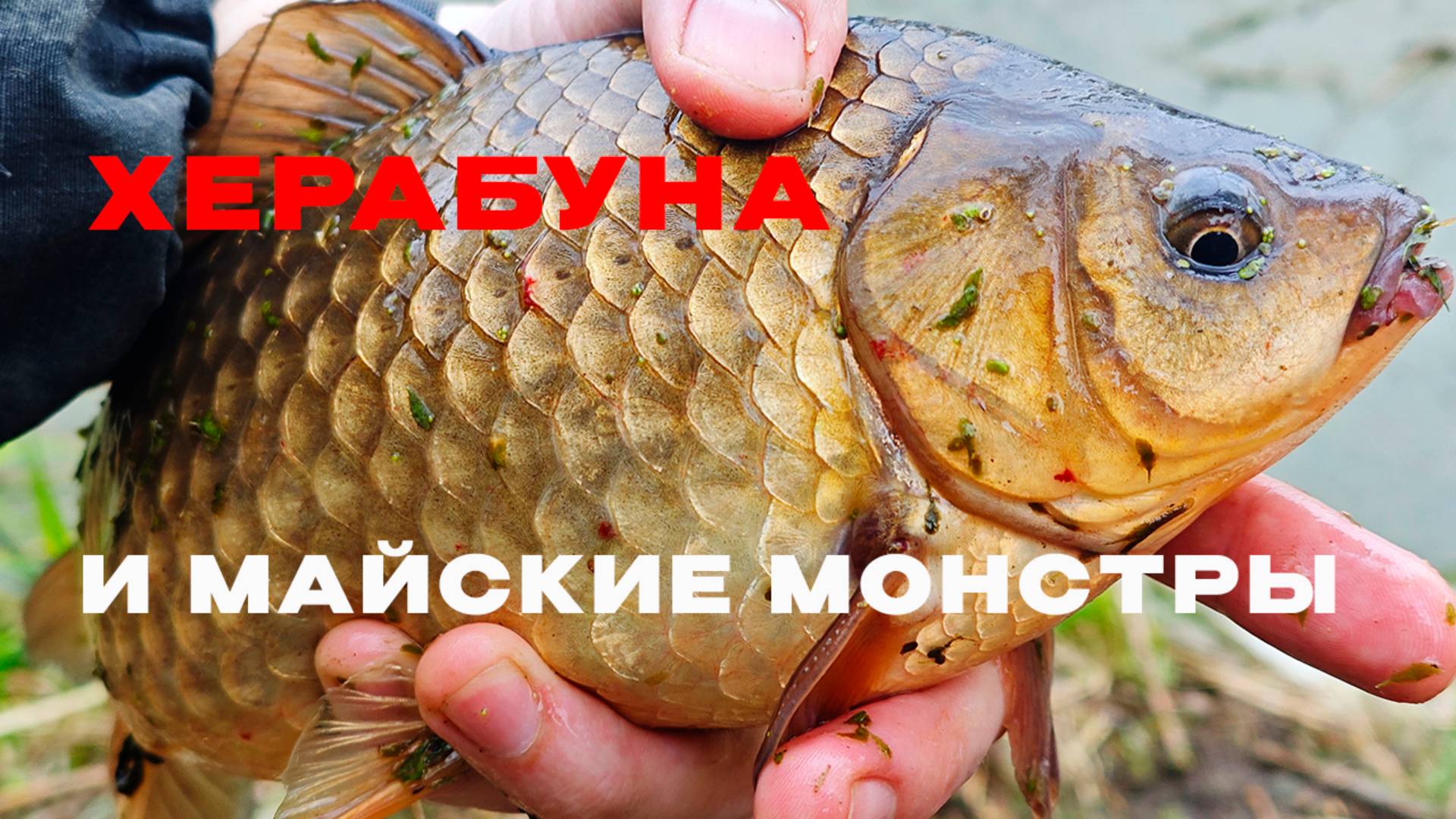 КАК взять КАРАСЯ после нереста?! Только ТАК!