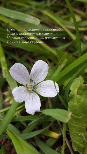 03.06.25 АЗ #ниднябезрифмы