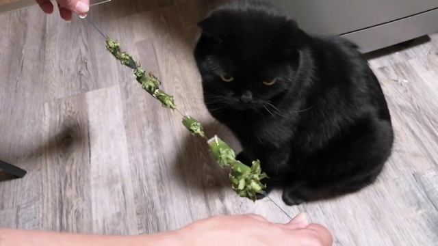 Кот и поделка из одуванчиков!