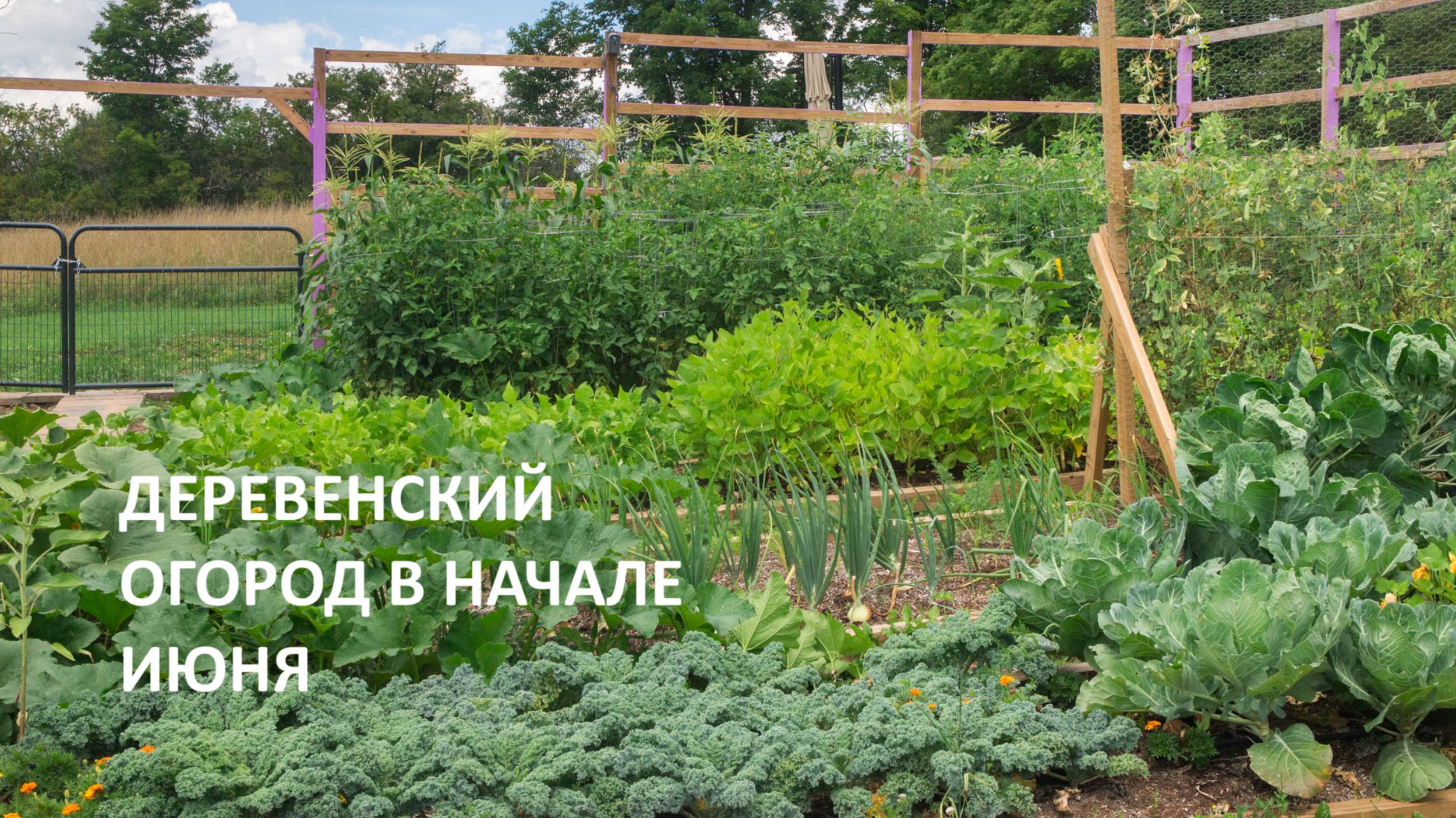 Деревенский огород и пасека в начале июня// все заросло, пока болела//наши красоты.