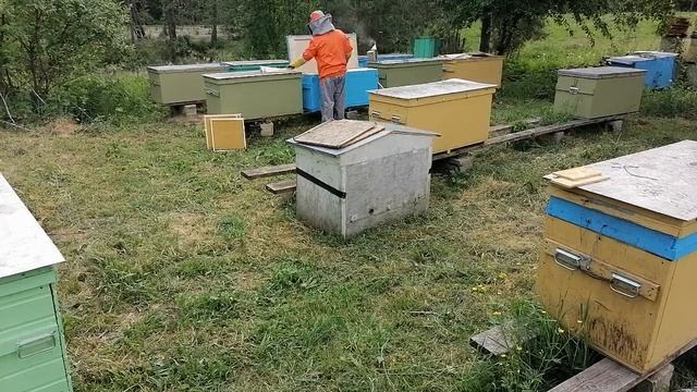 Пасека на Сотке - Деление на пол-лёта всех семей в ульях-лежаках Владимирских. Одна - подробно.