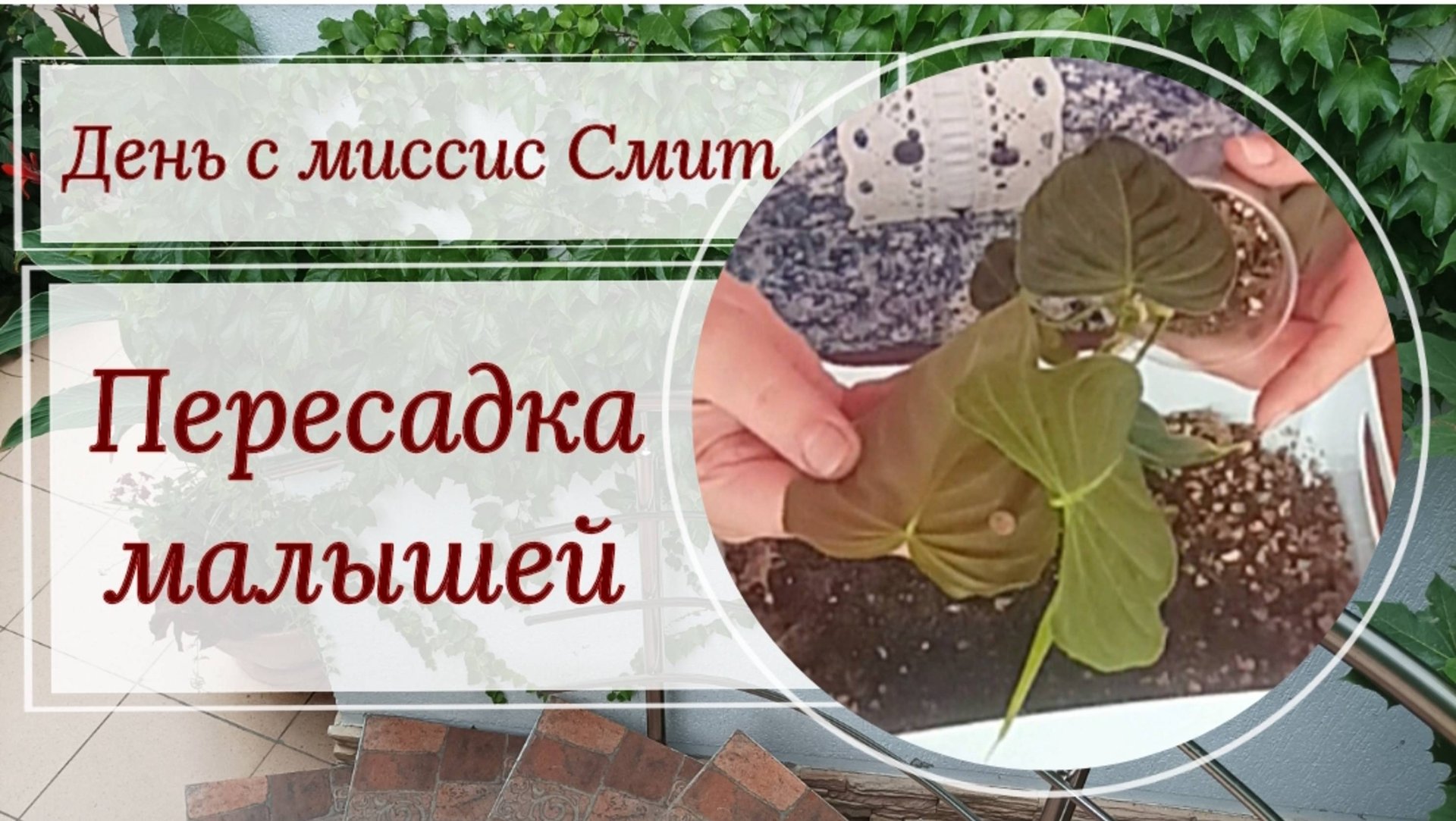 День с Миссис Смит. Пересадка малышей. 🌱🌱🌱И много болтовни на цветочные темы.