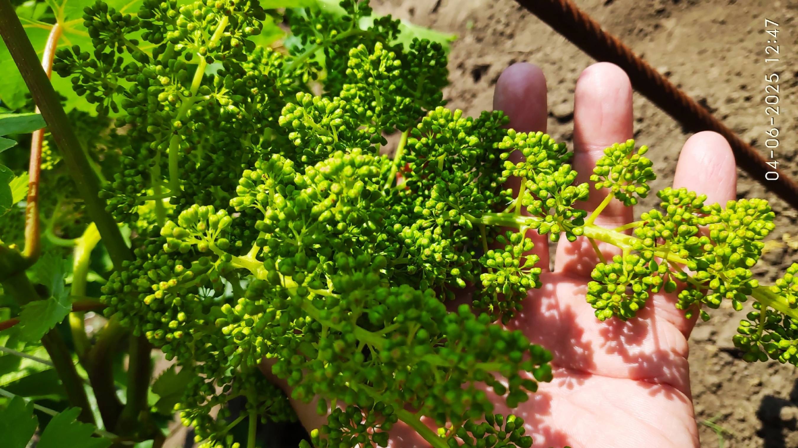 Осыпания соцветий винограда, что делать, как помочь винограду