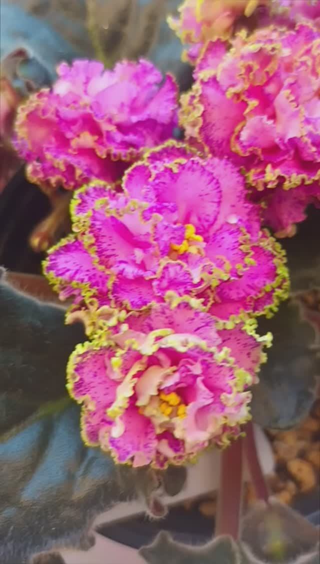 Наши цветущие Фиалки 04.06.2026!