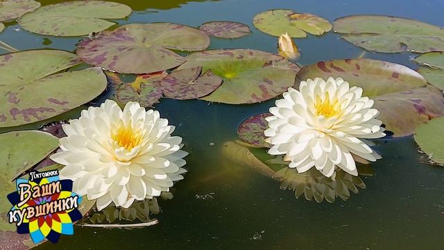 Нимфея Treesuwan (Трисуван) кувшинка, waterlily, водные растения, пруд