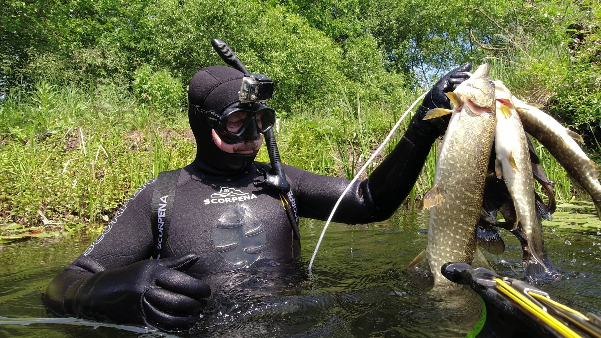 Подводная охота с арбалетом На малых реках в камышах Открытие сезона