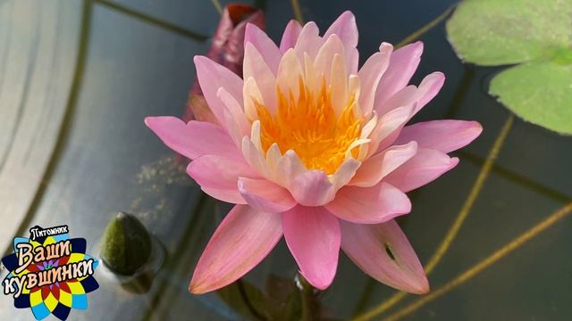 Нимфея Siam Magnolia (Магнолия Сиама) кувшинка, waterlily, водные растения, пруд