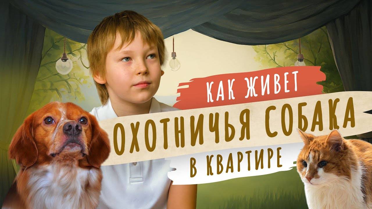 Охотничья собака и кот живут в одной квартире! Мой питомец Эспаньол Бретон