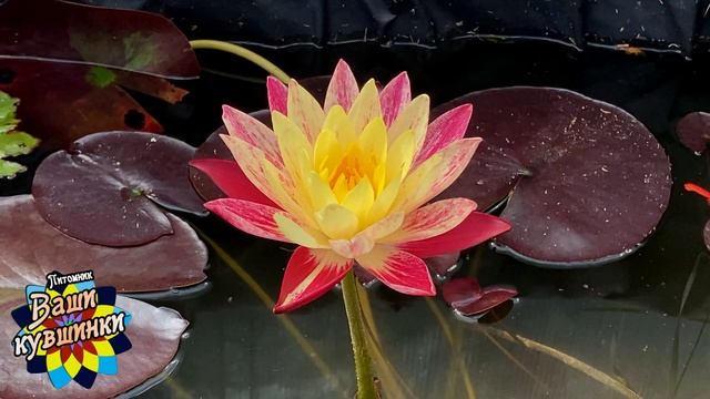 Нимфея Ring of Fire (Огненное кольцо) кувшинка, waterlily, водные растения, пруд