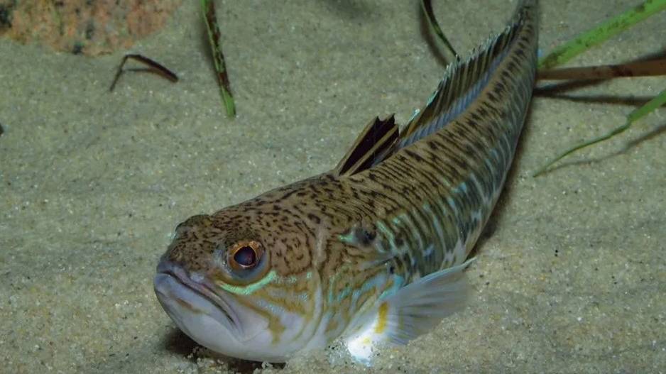 Рыба Черного моря. Морской дракон