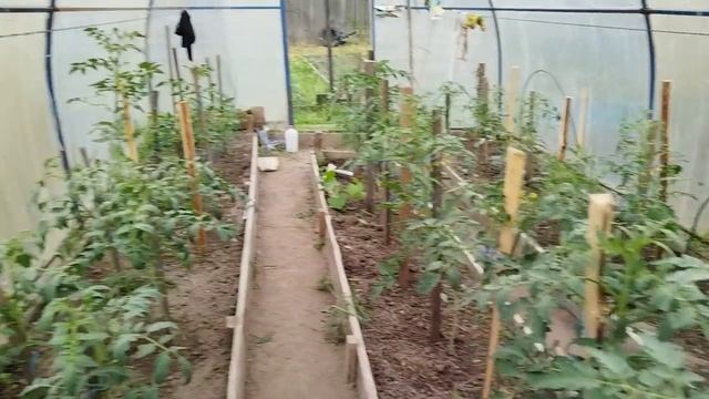 В теплице формирую томаты, удаляю пасынки.