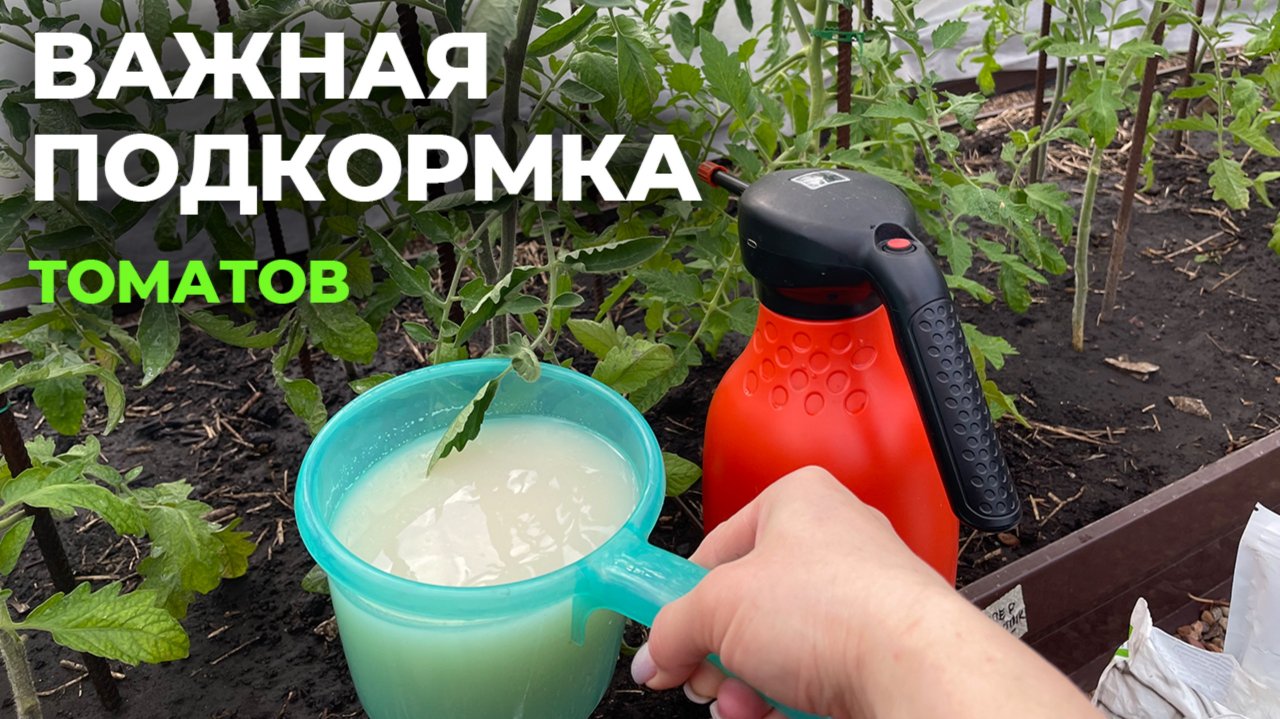 ТОМАТЫ ЗАВЯЖУТ на 100% - эта ПОДКОРМКА всегда выручает!