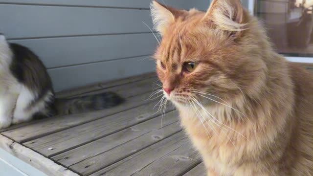 Что делают наши коты на террасе по вечерам