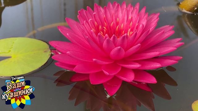 Нимфея Lady Paet Riw (Леди Паэт Риу) кувшинка, waterlily, водные растения, пруд