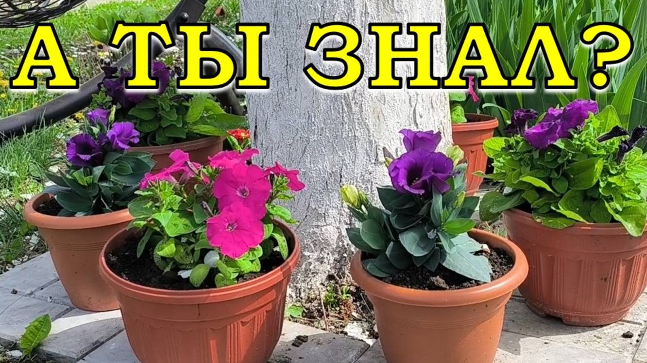 ЦВЕТНИК  в ИЮНЕ: наши действия💪💪💪