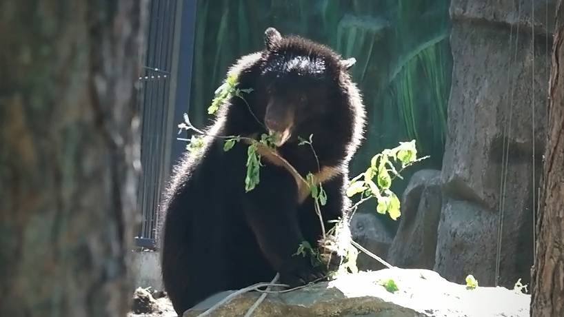 Медвежата Фима и Дуся покупались в бассейне, подкрепились зелеными листочками и продолжил играть.