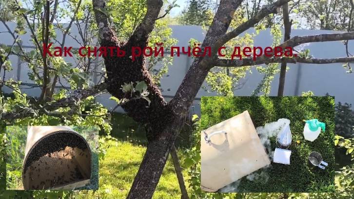 Вышел рой из улья что делать? Как снять рой пчёл с дерева. #пчелы   #рой_пчёл  #как_снять_рой_пчёл