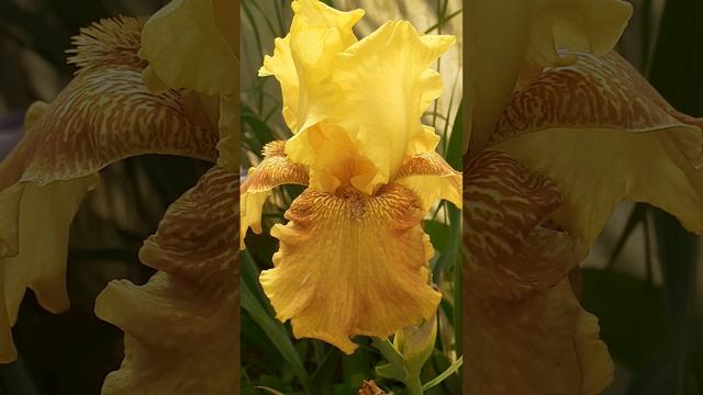 ирис сеянец №103 (Vlasova' 2025)