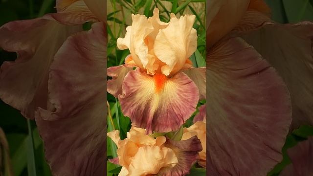 ирис BRAZILIAN ART